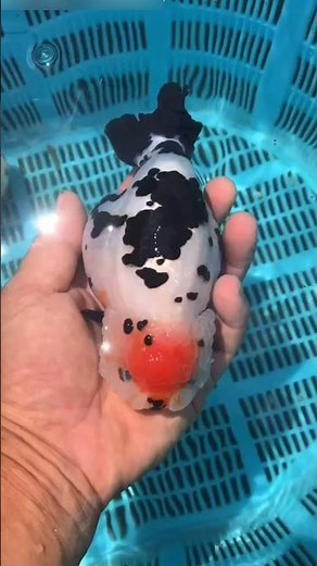 Pan's Milk Cow Ranchu |潘氏奶牛兰寿 #pansranchu #cowranchu #goldfishcorner