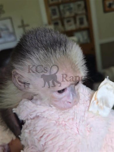 Lil Cowboy is such a good boy #baby #bestlittleboy #capuchin #primate #ourtroop | KCs Ranch