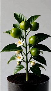 Dwarf Lemon Plant Growth Timelapse | Transparent Pot Cinematic Seed-to-Fruit