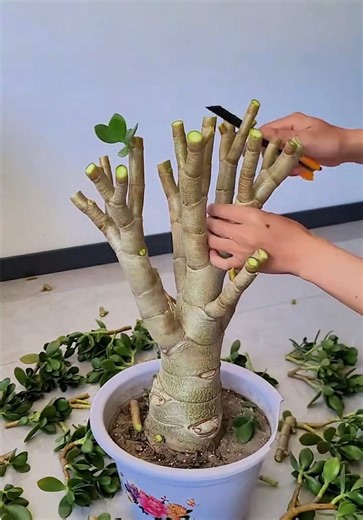 Essential Tips for Caring for Your Succulents