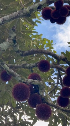Pohon Durian Merah #reels