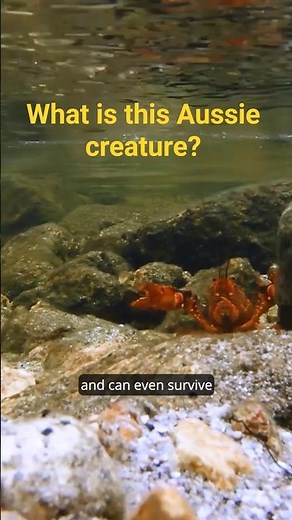 Finding rare creatures while hiking in Australia