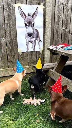 Funny Dog Birthday Bash! | Silly Dogs