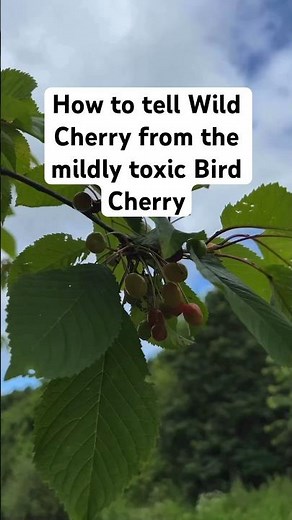 How to tell Wild Cherry (Prunus avium) from Bird Cherry (Prunus padus)