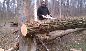 8.7K views · 77 reactions | In this April 24, 2014 video I contracted my brother AKA ''The King Of Firewood" to help me get a large locust tree that's hung up on a walnut tree in our neighbors woods . Please be sure to FOLLOW the page and please SHARE video. | Joe's Premium Firewood | Facebook