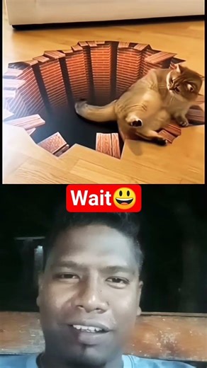 The Wildest Cat Drama: A Soap Opera You Didn't Know Existed