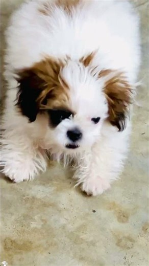 LEO: A Shih Tzu's Barking Symphony #Leo #Shihtzu