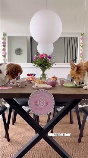 Happy ❤️Corgi Dog ❤️ Adorable Corgi Moments You’ll Love❤️Corgi Puppies