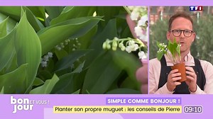 Planter son propre muguet, les conseils de Pierre