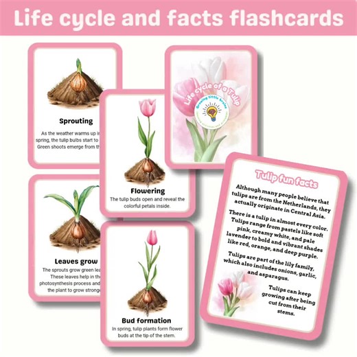 Life Cycle of Tulip Flower Learning Pack | Flashcards | Anatomy | Tulip Fun Facts | Things Flower Need to Grow | Digital Printables - Etsy