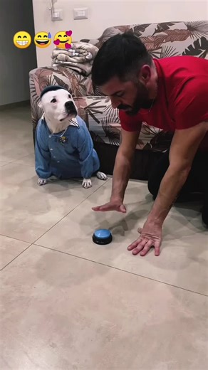 #dog #dogs #smartdog