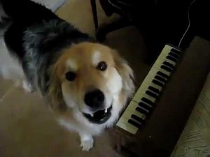 Loud Angry Dogs Barking Compilation Video, Funny Loud Dog Barking Video, Dogs