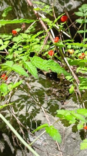 산딸기가 보석처럼 이뻐요