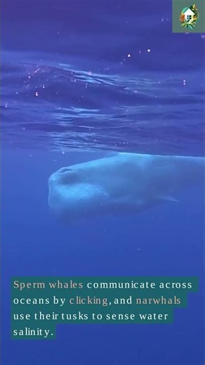 Underwater Sensory Abilities