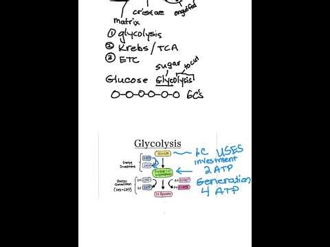 AP Bio 3.5 A intro to mitochondria and glycolysis
