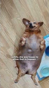 Massively Overfed Dachshund Gets A Second Chance At Life | The Dodo