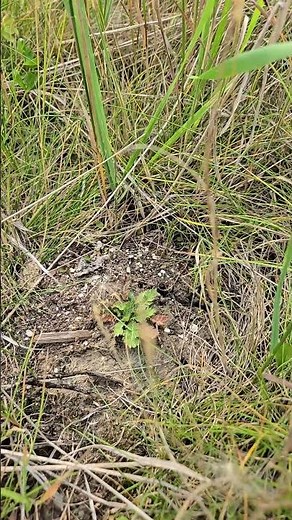 Proof of Resilience: Three-flowered Avens (Prairie Smoke) vs. the Drought