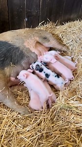 35K views · 4.7K reactions | Did you know mother pigs sing to their babies? Check out Noelle singing to her eight adorable piglets. "If we could live happy and healthy lives without harming others, why wouldn't we?" | Edgar's Mission | Facebook