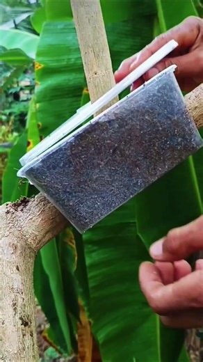 Use a tupperware container for tree grafting #shorts