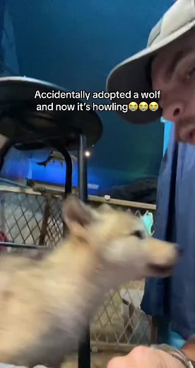 Accidentally Adopted Wolf Pup: Heartwarming Moments