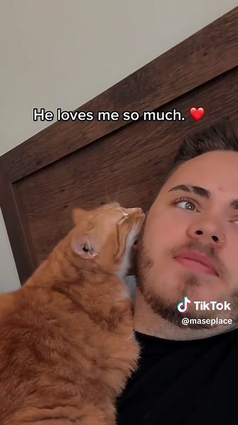 Coot Throwback: Gaming and Cat Memes Explored