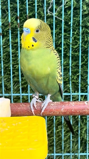 Happy budgie chirping sounds #rbnbirds #budgieslife #parakeet #shorts