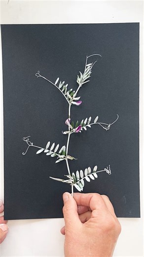 2.7K views · 41 reactions | Gorgeous Wild Vetch, growing in my...