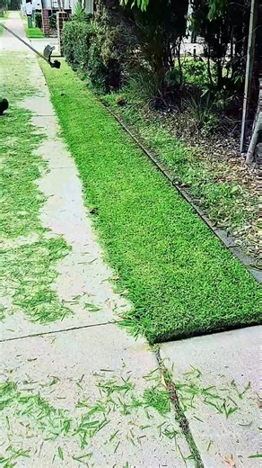 1.5K views · 24 reactions | From Wild to Perfect! Amazing Grass Cutting Skills‼️ | Beautiful Yard Grass | Facebook