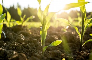 Field crops & vegetables