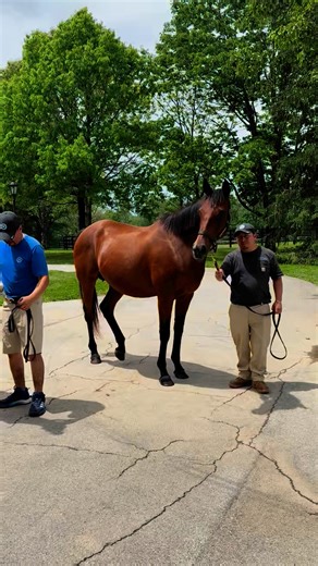 134K views · 764 reactions | A star is born? This "broodmare," or horse used for breeding, has bred some seriously impressive horses. She just had this little filly, and some say the baby is the "heir to the throne." Read more here - https://www.wlky.com/article/puca-history-baeza-belmont-stakes-win/64829926 | WLKY News | Facebook