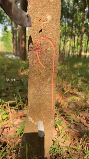 Techniques for drawing on tree trunks #satisfying #cuttingart #nature #artandcraft #craft #relaxing