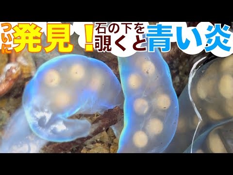 【両生類観察】【水中動画】ついにヒダサンショウウオの卵嚢に出逢いました〜。めちゃくちゃ綺麗でした！NO.11