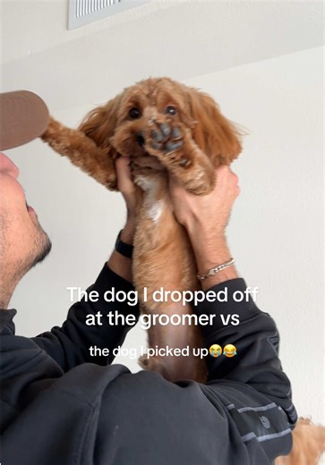 Mini Goldendoodle Grooming Transformation Reveal