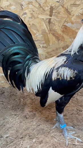 Spring Valley Farm on Reels