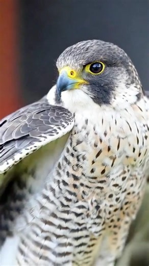 Falcon : The Fastest Hunter on Earth