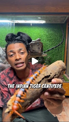 Abhirup Kadam|Wildlife Rescuer | INDIAN TIGER CENTIPEDE! The longest centipede found in india and some part of Asia. . . . . . . . . #reels #nature #centipede #wild... | Instagram