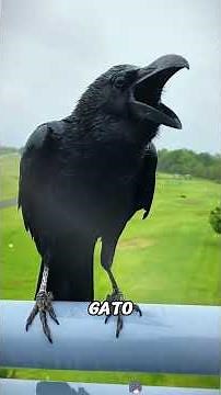 Crows will also meet warm people#animals #Friendship #Us
