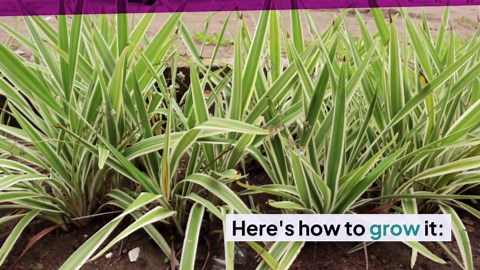 How to Plant and Grow Flax Lily