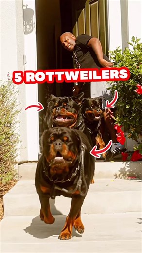 286K views · 62K reactions | Mike unleashed all them! On a new up and coming episode, we had the pleasure to talk to @ramboretro | European Doberman Stud | Facebook