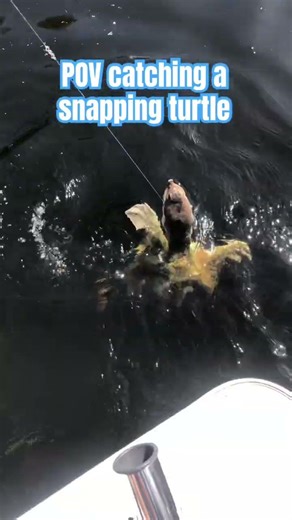 Catching a snapping turtle #fishing #trending #funny