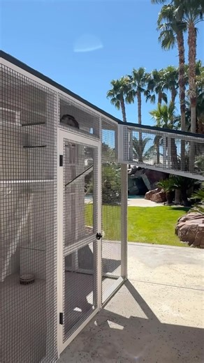 Maple amd Raja are living the dream in their Las Vegas catio. 🐱 This is one of my favorite catios of all time! 😻 Not seen are siblings Scar, Nala, Dolcetto, Brix, Tuba, Hope, Sollux, Hero, and Luci. Sorry Vegas residents, but this is a one-off build. We only work in Southern California. #catioguy #catification #cathouse #cathouses #catplayground #catplaygrounds #cathome #cathomes #catio #catios #customcatio #customcatios #catinspiration #catlife #catlifestyle #catenclosure #catenclosures #cats