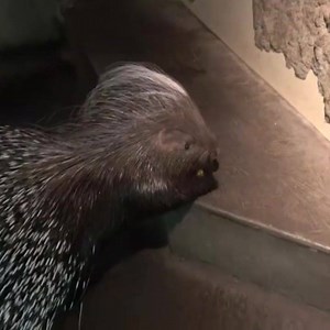 722K views · 1.9K shares | A new workout routine is keeping the porcupines looking sharp: | Oregon Zoo | Facebook