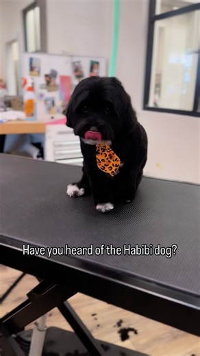 2.4K views · 79 reactions | Have you heard of the Habibi dog? It’s a blend of many. Bichon, Shih Tzu, Poodle, and a King Charles. They’re super cute! We’ve met and groomed a handful now and they do have a few chill but can be feisty demeanor. Kind of like a sour patch kid. 來﫣 #fyp #groomer #grooming #pismobeach #doggrooming #groomingsalon #groomersofinstagram #dogsofinstagram | Onestoppetgrooming Connected Page | Facebook