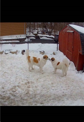 Doggie Modern Dance Moves