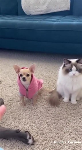 That cat cracks me up! | Joanne Mathis