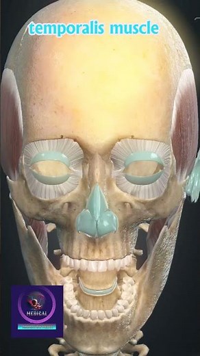 Power of the Temporalis Muscle | Mandible Elevation in Action