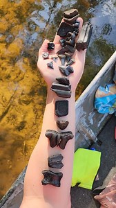 11K views · 184 reactions | DAY 1: Finding EPIC Ice Age fossils from a honey hole in a new-to-us river 朗 Dire wolf molar (p4), TWO giant ground sloth teeth, giant armadillo scute, tapir tooth, mammoth and mastodon teeth and tusk...and 24 manatee teeth, shark teeth (Otodus auriculatus), horse teeth, gator teeth, and so much more 朗 More videos coming soon朗朗 Bryan Schoonard Next Level Fossiling | Cristina Mazza Schoonard | Facebook