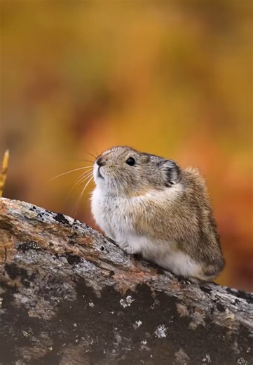 Cute pika king of the mountain in Denali National Park – wildlife photography