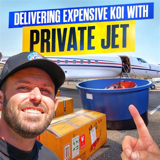 14K views · 139 reactions | US Most Expensive Koi Fish by Plane to Vegas  ✈︎ | Yvo - The Koi Partner | Facebook