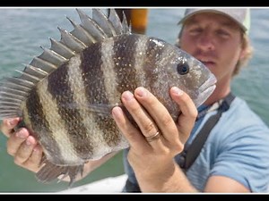 Sheepshead Fishing with Crabs (Catch Clean and Cook)